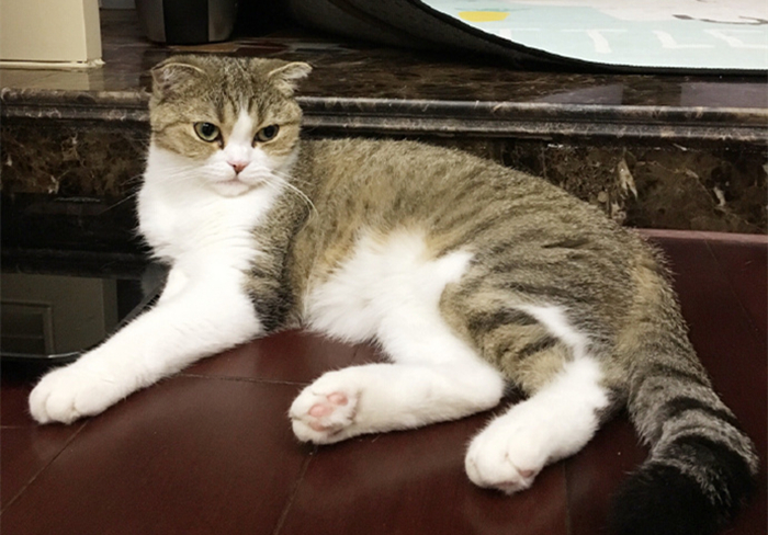 辟谣猫咪真的没有九条命,猫咪喝水喝少了会怎么样