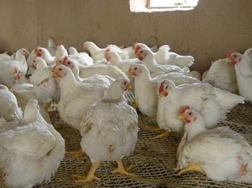 鸡没精神发蔫原因吃啥药,鸡没精神发瞌睡用什么药