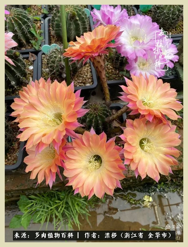 仙人球开花并散发着香味,仙人球花盛开吐露芬芳