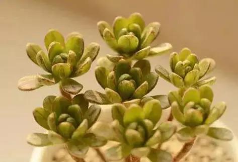 推荐轻松玩转100种常见多肉植物,700种多肉植物图鉴pdf百度云