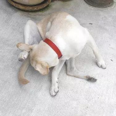 狗狗绝育vs不绝育差别还是很大的,狗狗应该绝育么