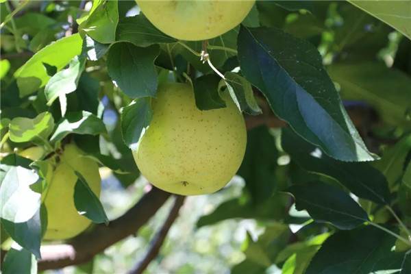 「密云农业」终于等到你,还好没放弃!黄元帅苹果上架开售了