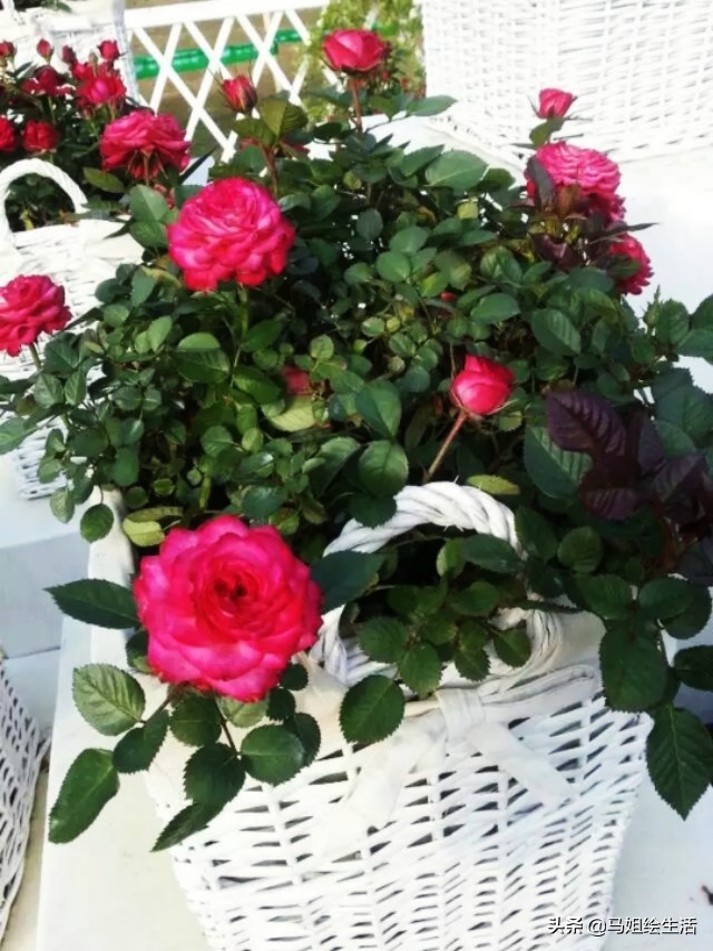 月季下面的芽点是不是要去掉,月季每个叶片都发了芽点怎么处理