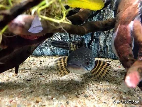 养鱼大神都养什么鱼,鱼缸养鱼都有哪些鱼