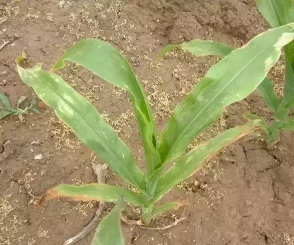 玉米苗后除草剂药害怎么解,玉米苗后除草剂药害特征