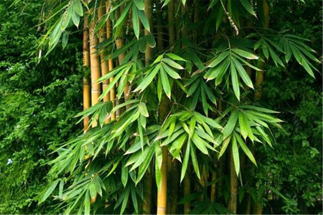 竹子开花立马搬家有这个说法吗,竹子开花马上搬家的说法