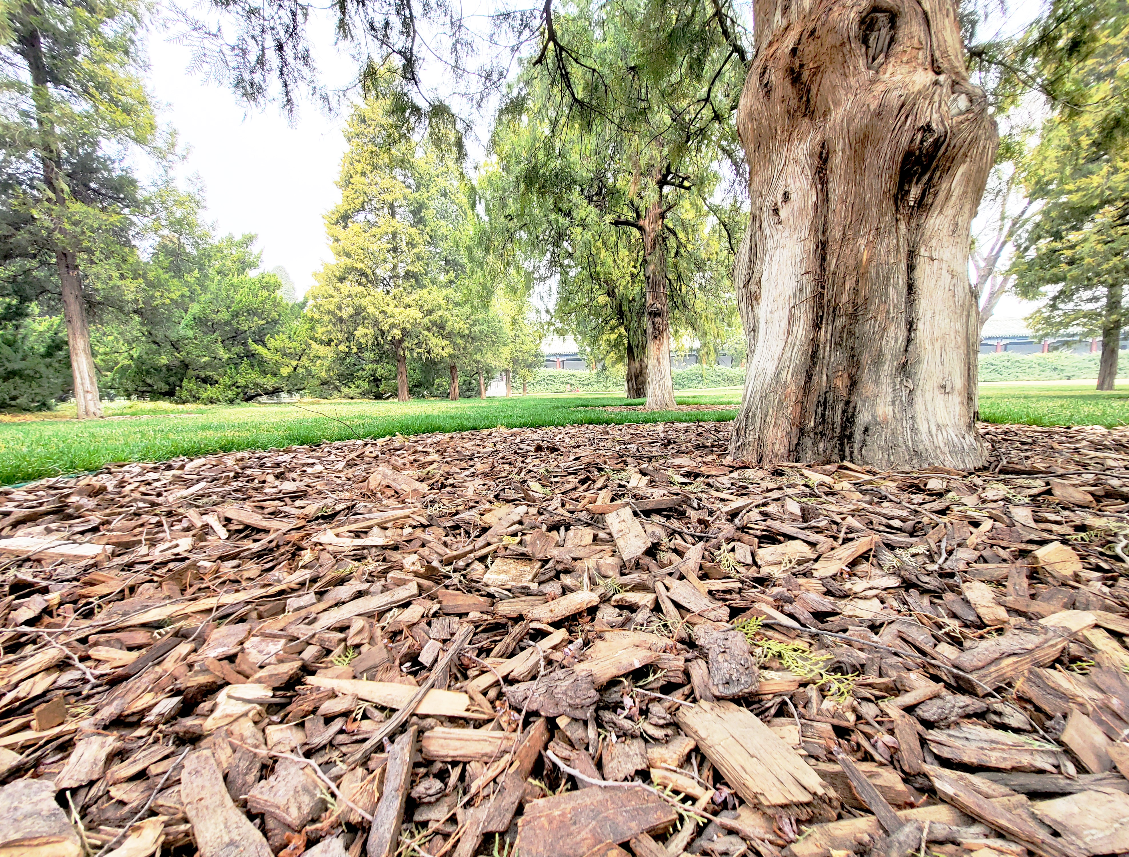 清波一勺买千钱?不能为武汉下一场樱花雨,不妨在这儿品百花香