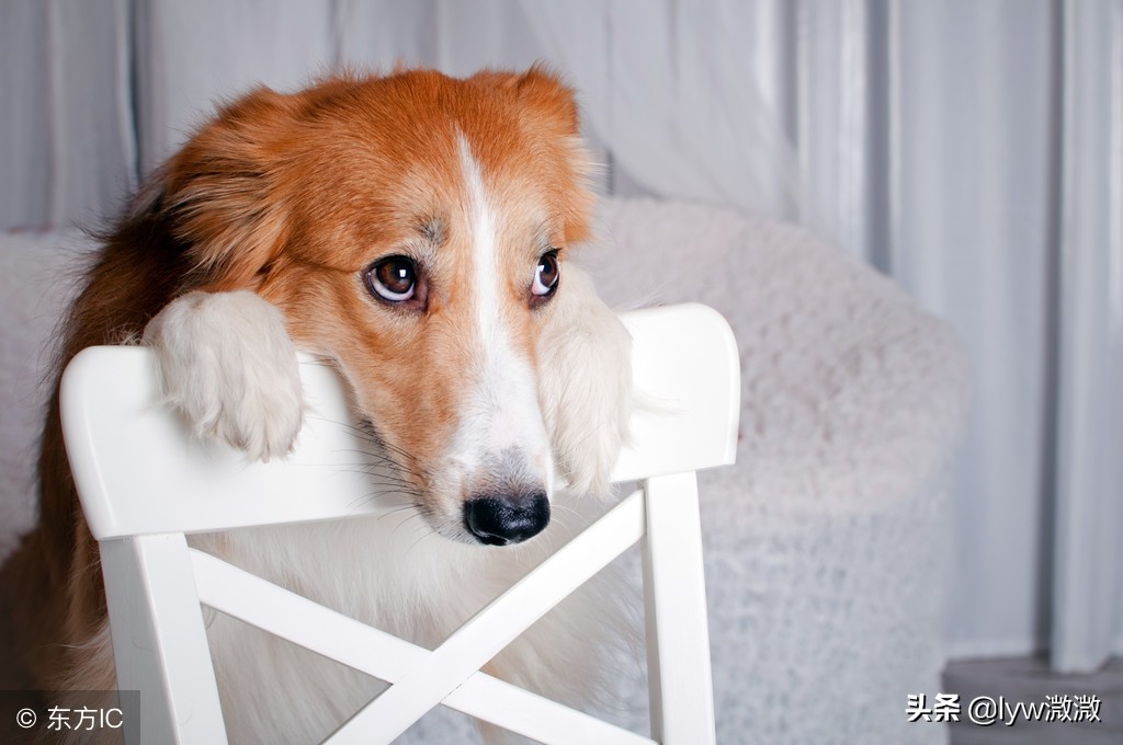 狗狗的种类,狗狗的种类50个字