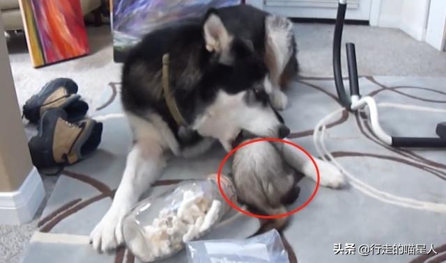 主人给二哈吃一盆狗粮,主人给二哈买了只鸡