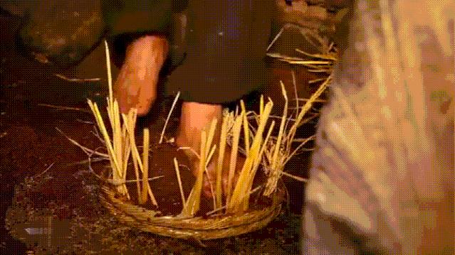 菜籽油是怎么榨出来的,菜籽榨出来怎么是绿色