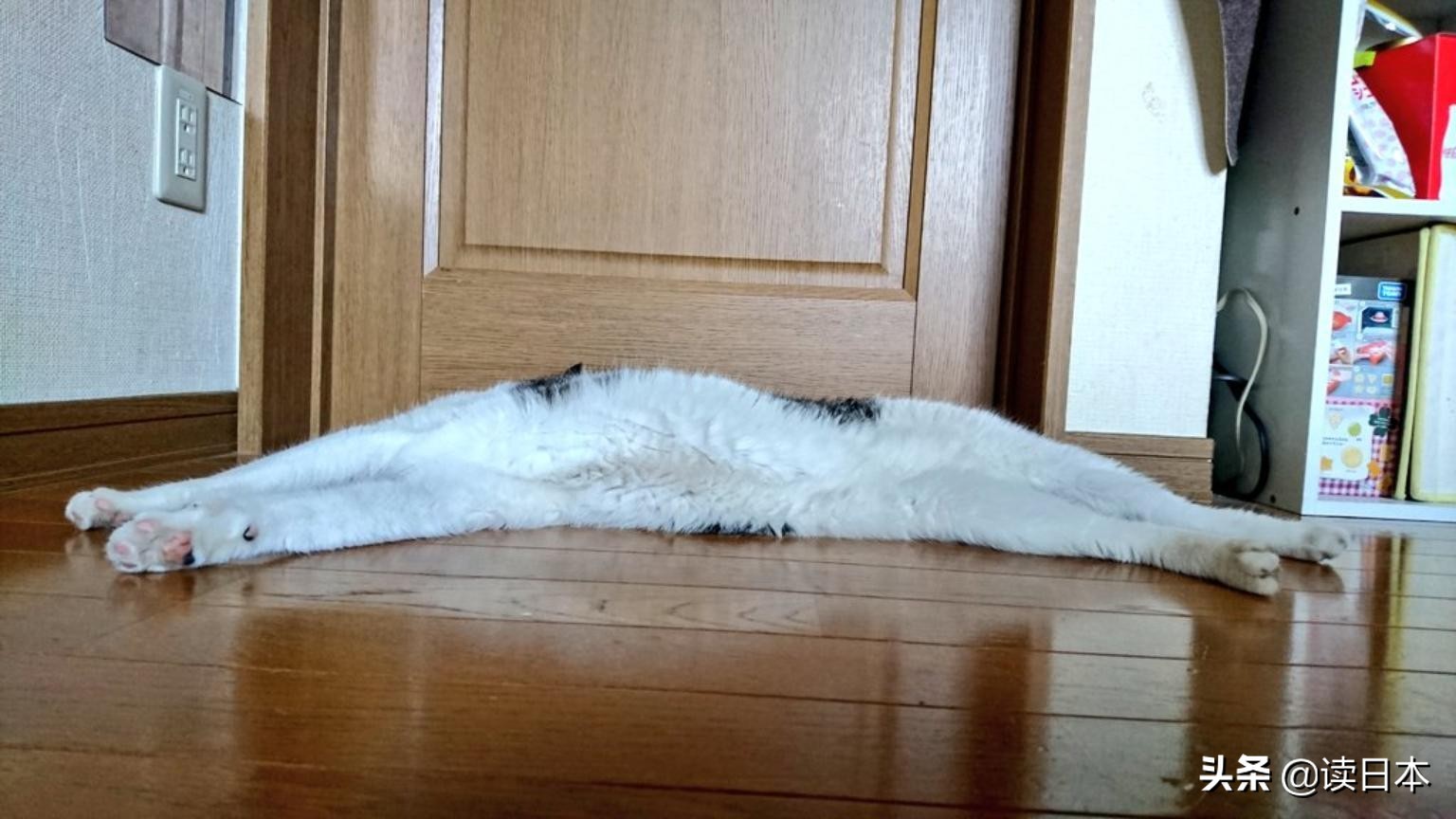 沙雕手办日本小哥,日本沙雕手办小哥