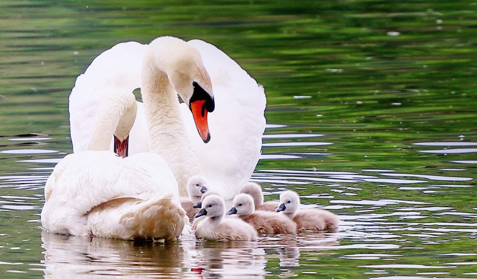 2020世界环境保护日中国主题,世界环保日我是行动者