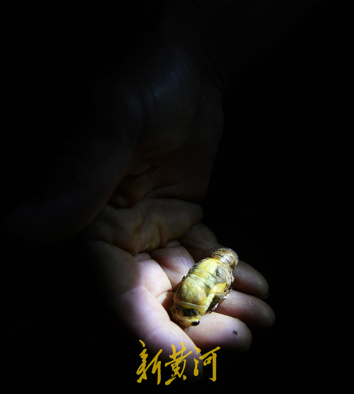 济南金蝉养殖户40天收入五六万,章丘哪里金蝉多