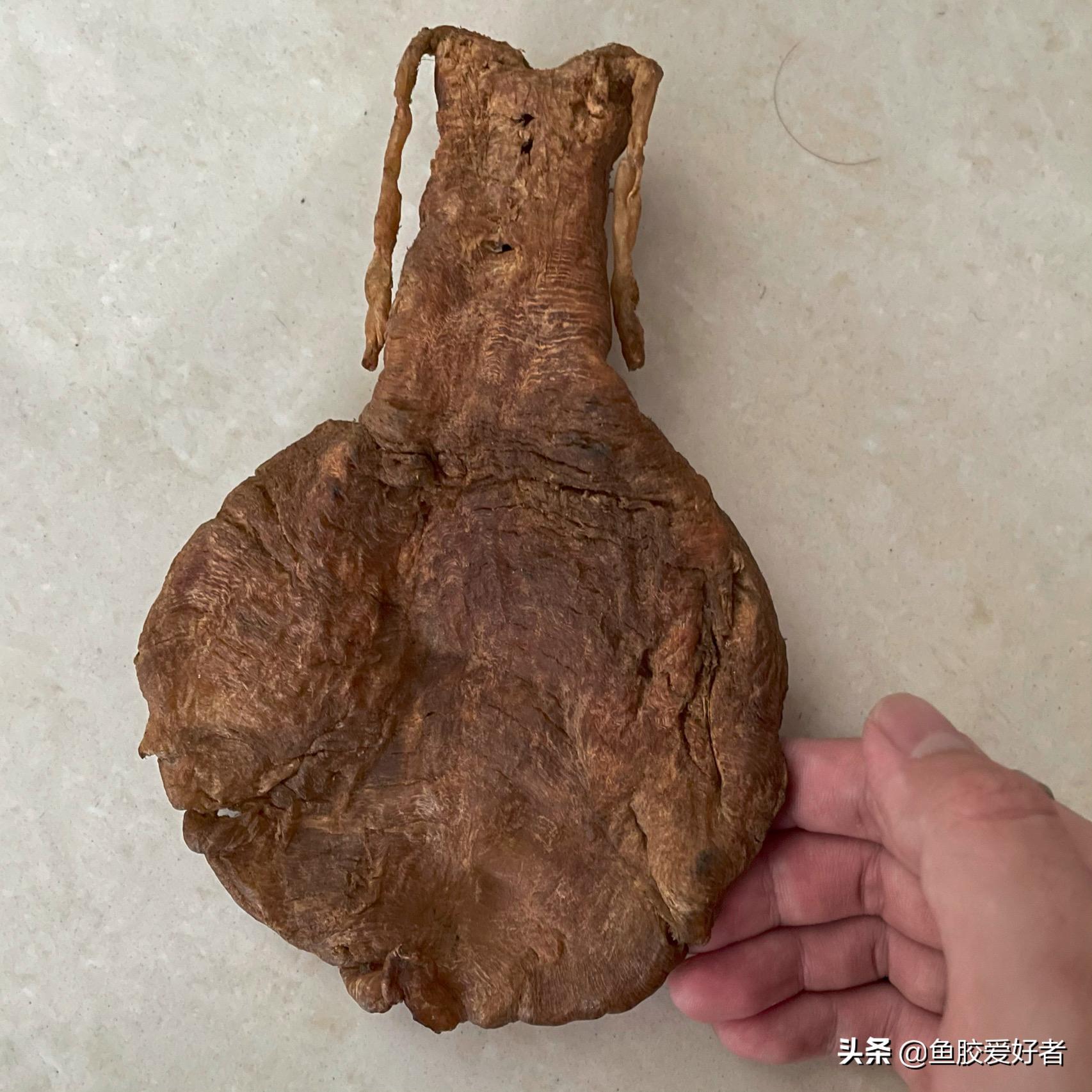 金钱鳘鱼胶行业中有鱼胶之王称号,金钱鳘鱼胶赤嘴鳘鱼胶