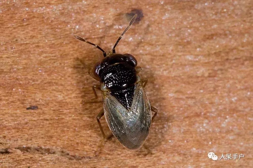 人工养殖的天敌昆虫,昆虫天敌大全