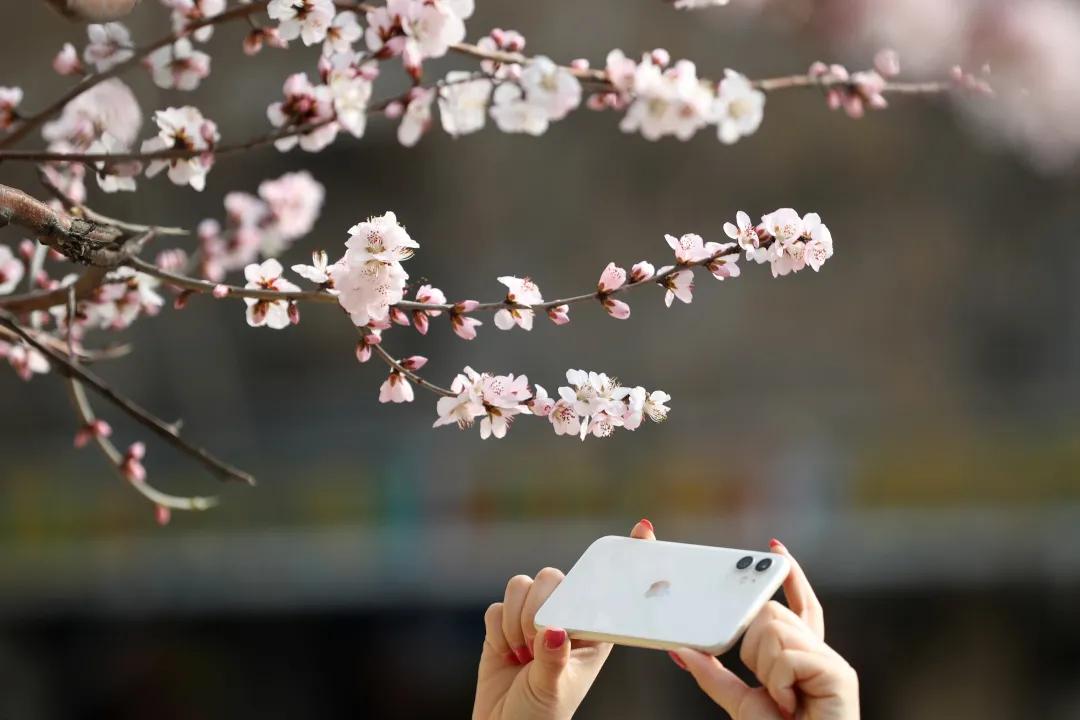 滨海生态城花海,塘沽区滨海花海