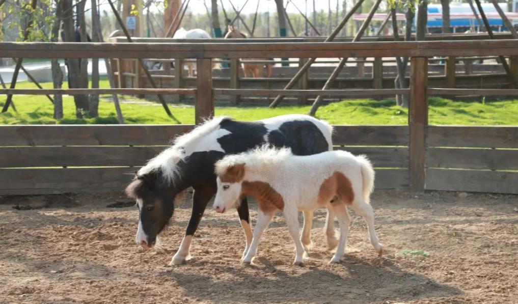 山东王屋湖国家湿地公园,山东最美湿地公园