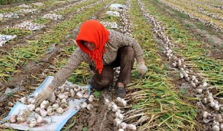 大蒜怎么种才能长得高产,大蒜怎么种才能高产呢