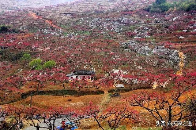 行摄美景东湖樱花园,行摄春天