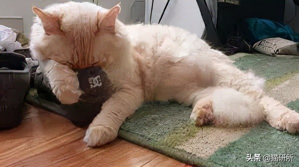 脚气传染猫咪 (猫咪脚气一般什么症状)