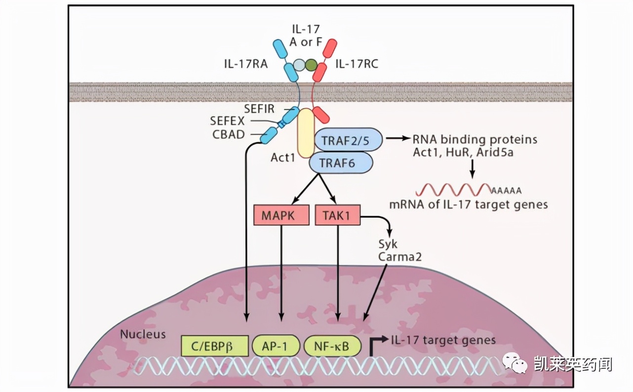 目前治疗银屑病最好的生物制剂,全球最新银屑病新药