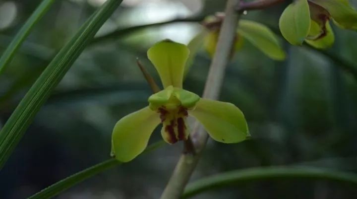 长寿梅蕙兰怎么种植,蕙兰老八种兰花哪一种最好