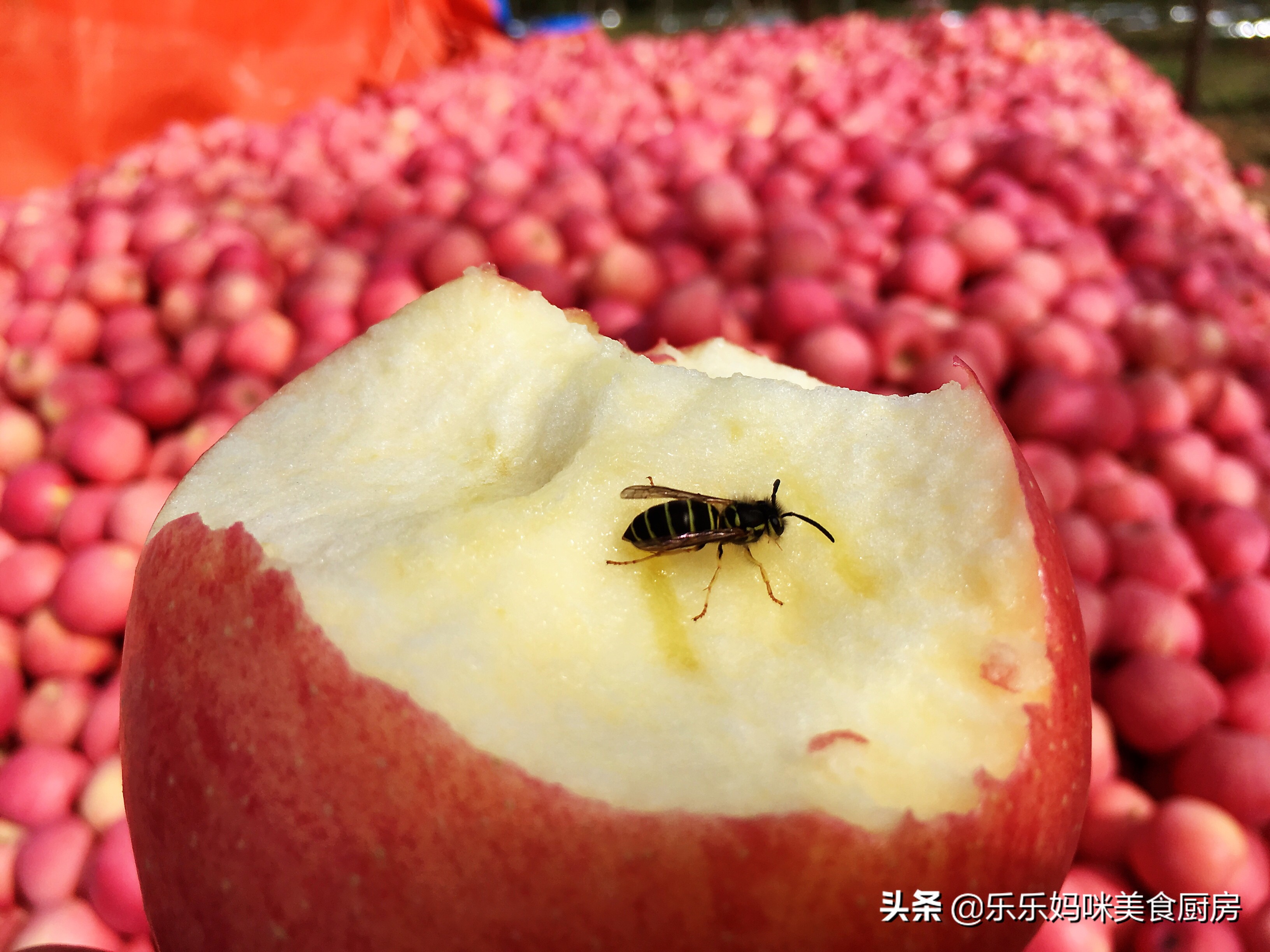 苹果片红和条纹红哪个好,果农选择优质苹果一般看什么