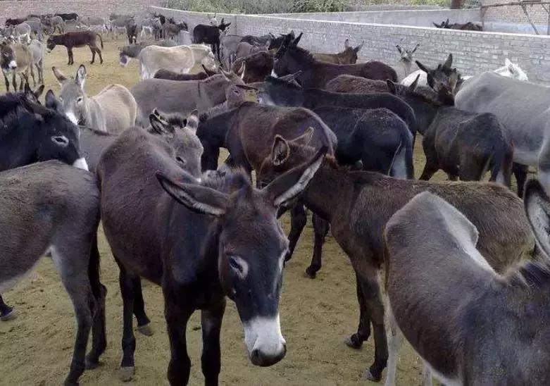 东阿阿胶历年利润,东阿阿胶19年销售下滑为什么多