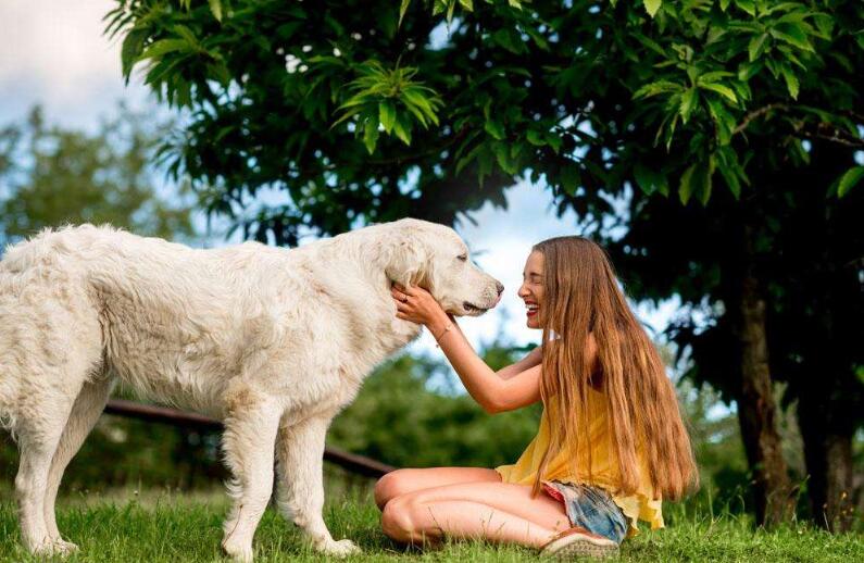 高蛋白低脂营养膏宠物,美施美康宠物营养膏