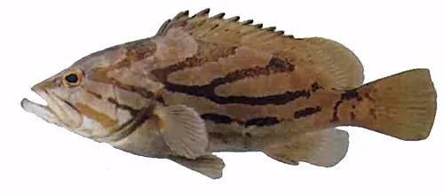 世界顶级海鲜鱼类,史上最完整鱼类海鲜图鉴