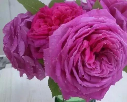 最漂亮10种微型月季,新手必入这8种月季漂亮好养