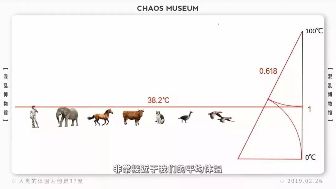 蝙蝠那么多病毒为什么不灭绝它,蝙蝠为什么是奇葩动物呢