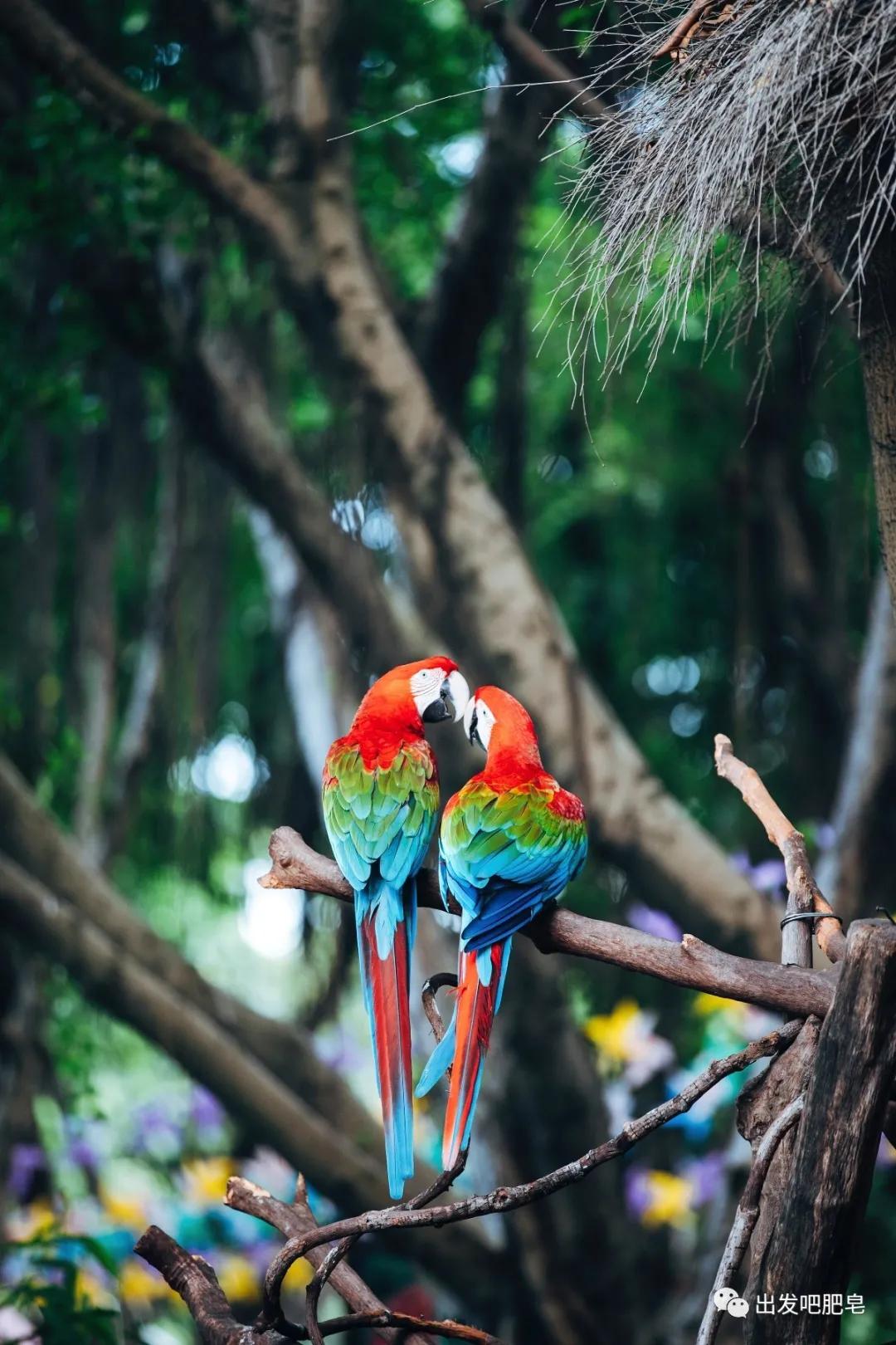 长隆飞鸟乐园长隆熊猫酒店怎么选,周一长隆野生动物园游玩攻略