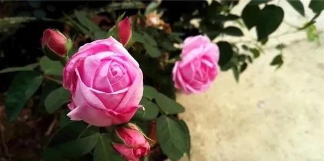 静是一种力量一种福气,西双版纳这边旅游