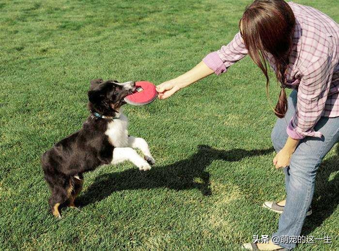 缺乏管教的狗狗常有的5种行为,狗狗屡教不改应该怎么惩罚它