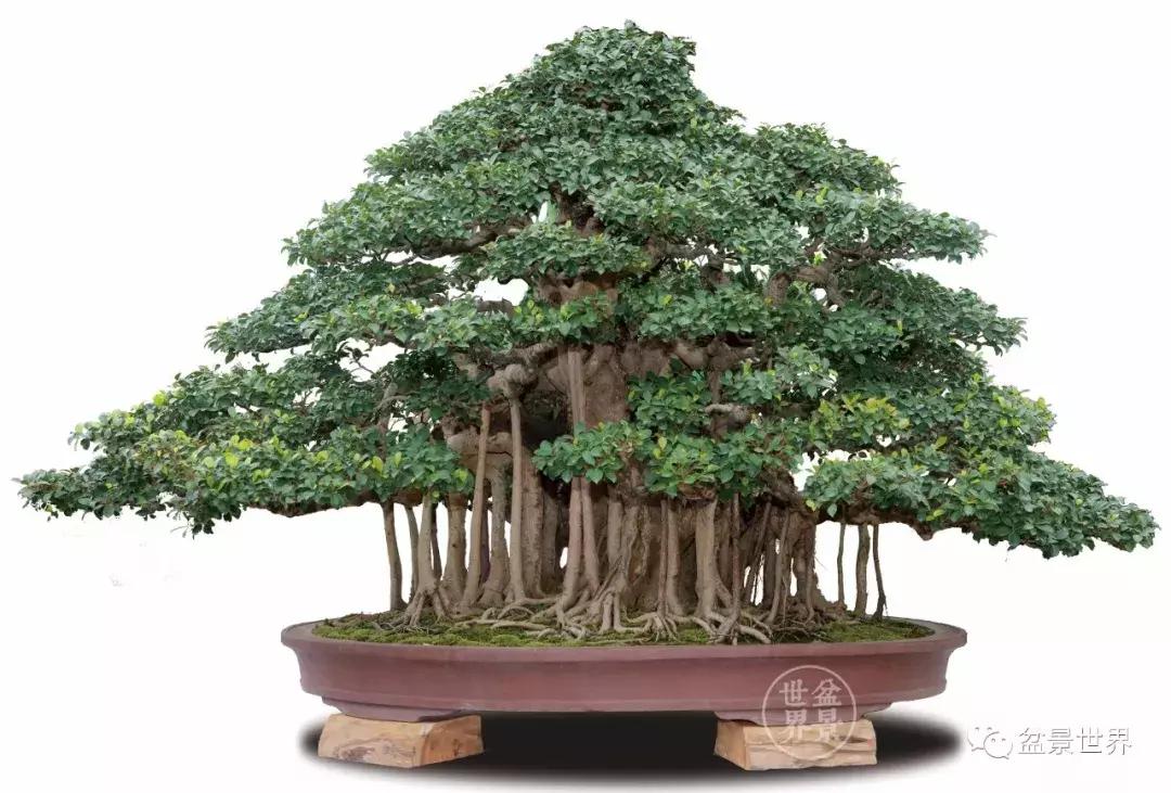 根艺盆景大全欣赏,文人根艺盆景精品大全图