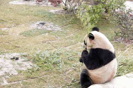 南通森林野生动物园门票团购双人,南通森林野生动物园门票活动团购