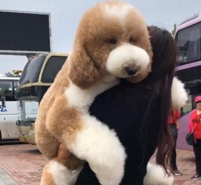 巨型贵宾犬和泰迪的区别图片对比,巨型贵宾犬与小泰迪