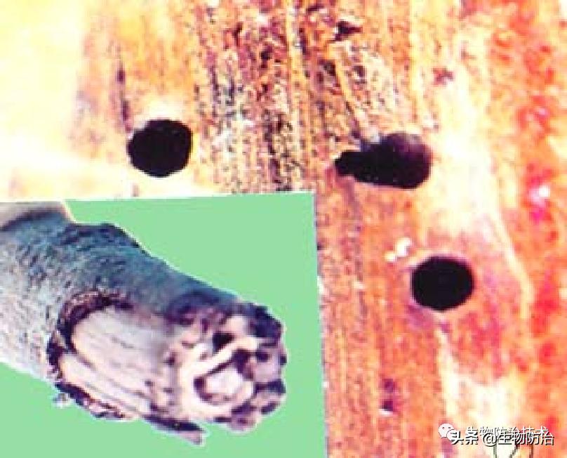 蛀干害虫是钻蛀害虫吗,果树枝干钻蛀害虫图片