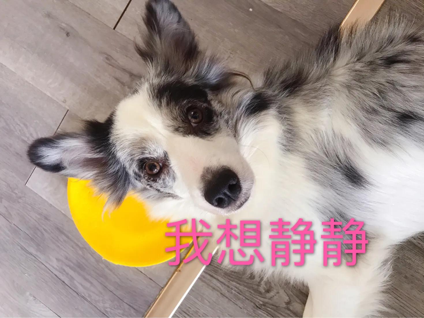 你想知道，如何正确对待狗狗发情期吗？