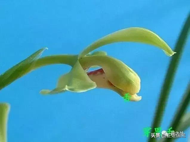 兰花知识大全100种,兰花鉴赏术语100条