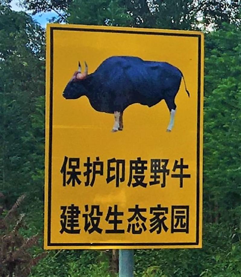 牛魔王野生,云南比大熊猫更稀有的动物