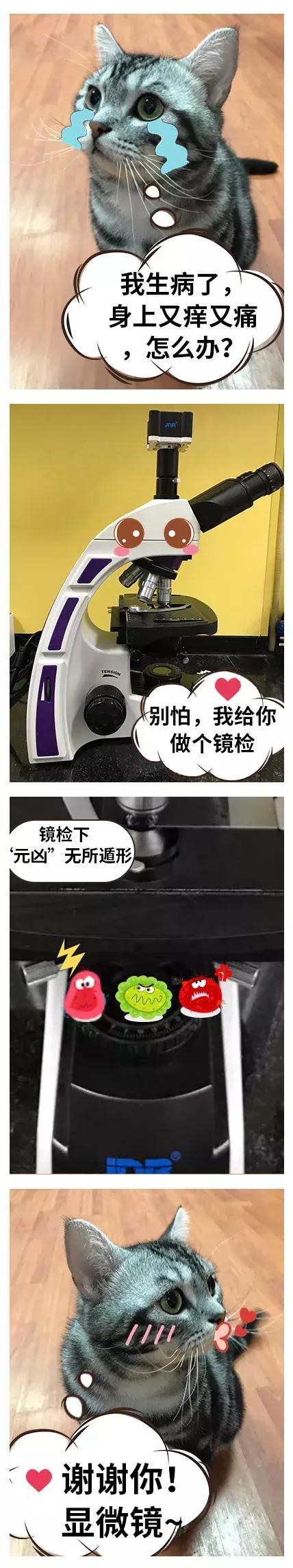 显微镜下的三千大千世界,显微镜下的世界是精美绝伦的