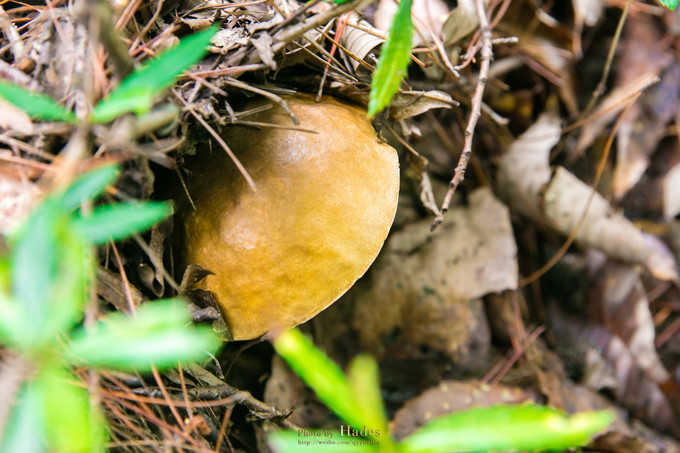 四川古蜀寻芳之幻梦朝天游玩攻略,都江堰古蜀寻芳