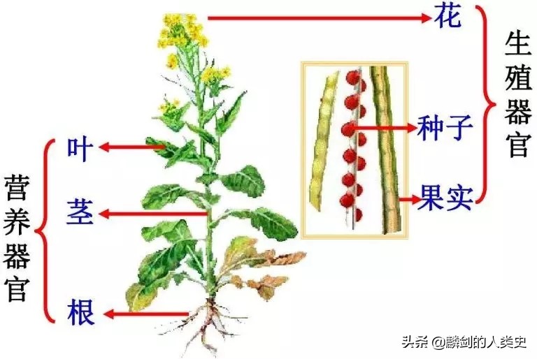 植物界各类植物介绍总结,地球上的植物种类介绍