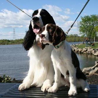 全世界100种名贵狗,世界上46多种名狗图文说明