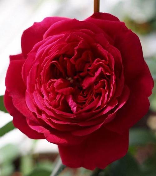 院子围墙边可以种植藤本月季吗,一面墙种两棵藤本月季可以吗