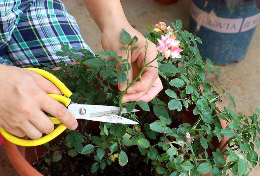 月季霜霉病和灰霉病的区别,月季灰霉病最快治愈方法