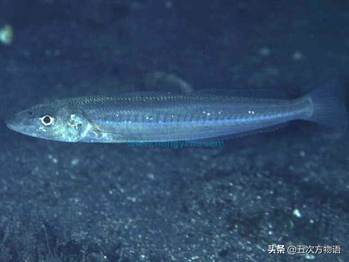 沙丁鱼的样子,真正的沙丁鱼