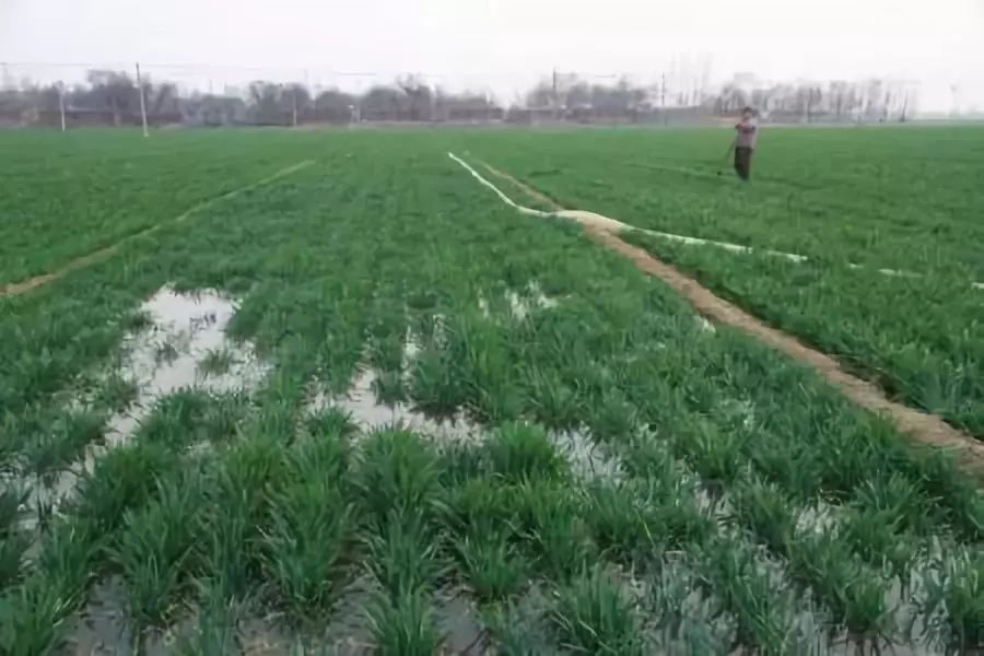 小麦枯萎发黄死苗怎么回事,小麦发黄有死苗什么原因怎样治